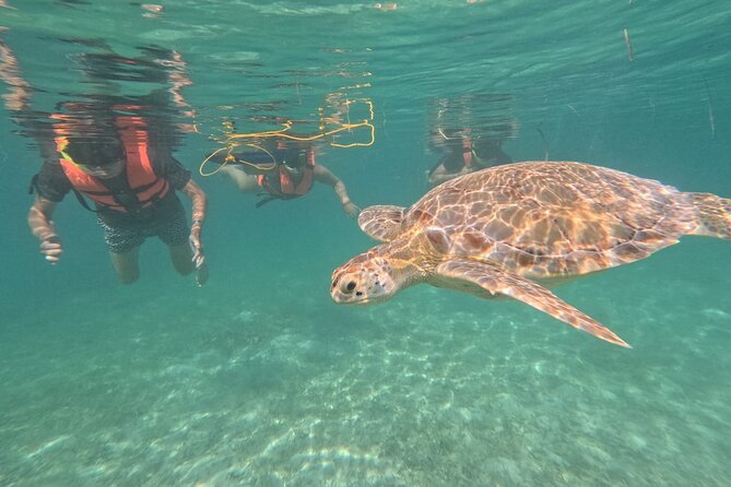 Private Snorkeling with Sea Turtles in Akumal Beach - Photos and videos from the water