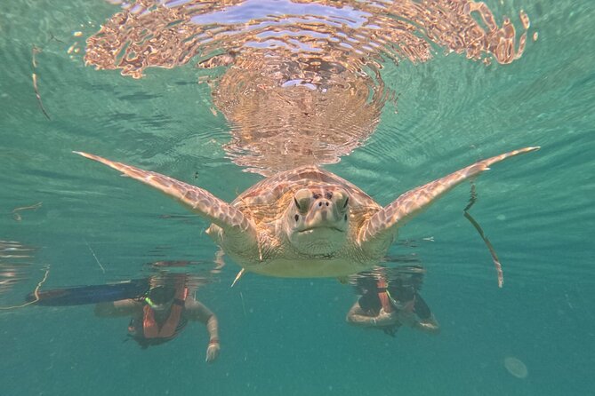 Private Snorkeling with Sea Turtles in Akumal Beach - Is $65.57 a fair price?