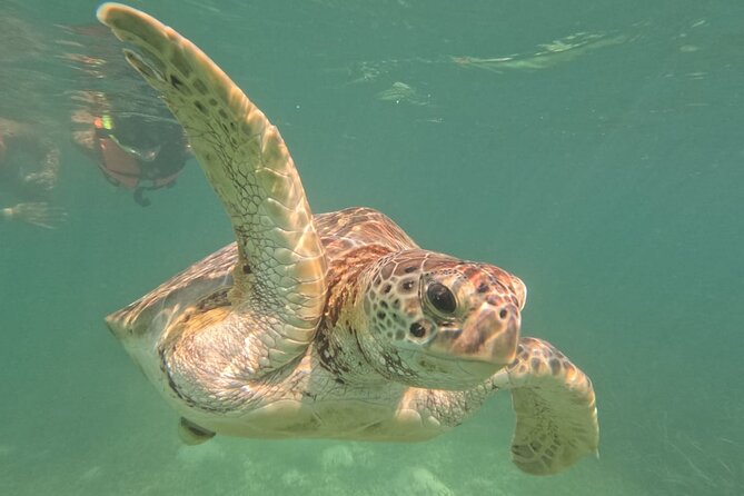 Private Snorkeling with Sea Turtles in Akumal Beach - Timing, cancellation, and useful preparation