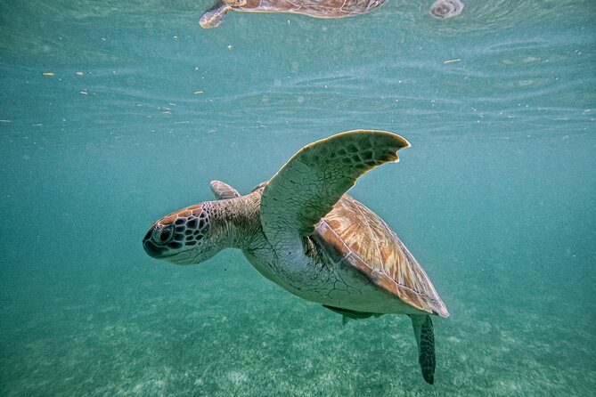 "Private snorkeling with turtles in Akumal + Photos included" - Value compared with a larger packaged tour