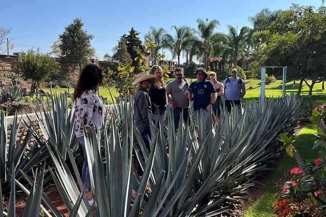 Private Tequila Tour with Local Expert - Cava de Oro: start with the production process