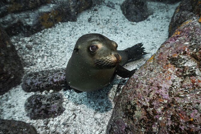 Private Trip Espiritu Santo Island - Private Service and the Value of $955.88