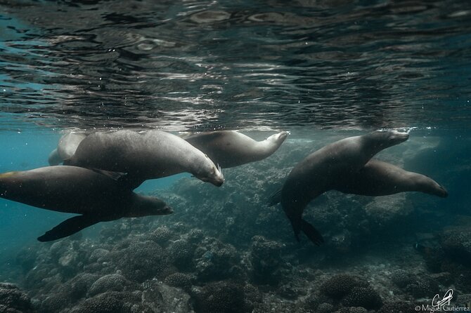 Private Trip Espiritu Santo Island - Who Will Enjoy This Most