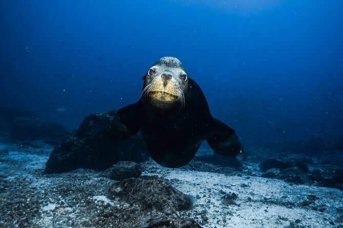 Private Trip Espiritu Santo Island - Timing, Weather, and What to Bring