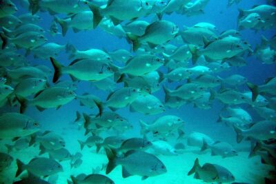 Private Tulum Ruins, Turtles in Akumal and Cenote Adventure