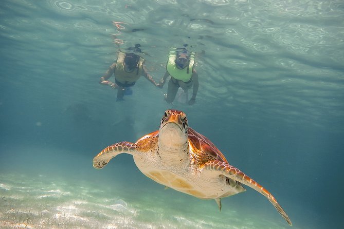 Private Turtles & Cenotes Adventure - Puerto Aventuras and the search for turtles