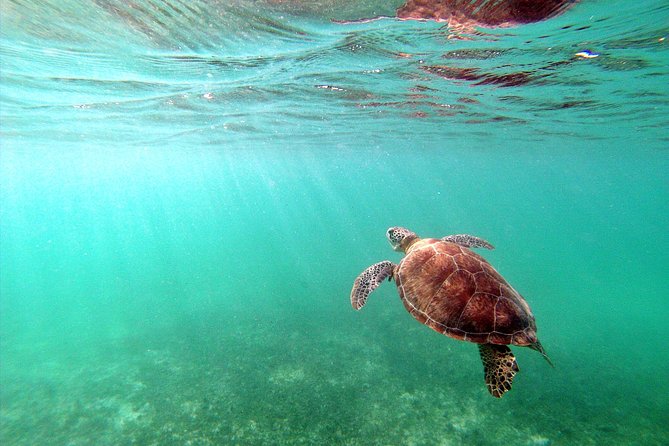 Private Turtles & Cenotes Adventure - Timing, fitness, and weather