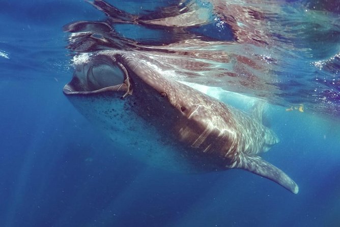 Private Whale shark Ecofriendly tour from Cancun - What the snorkeling can feel like