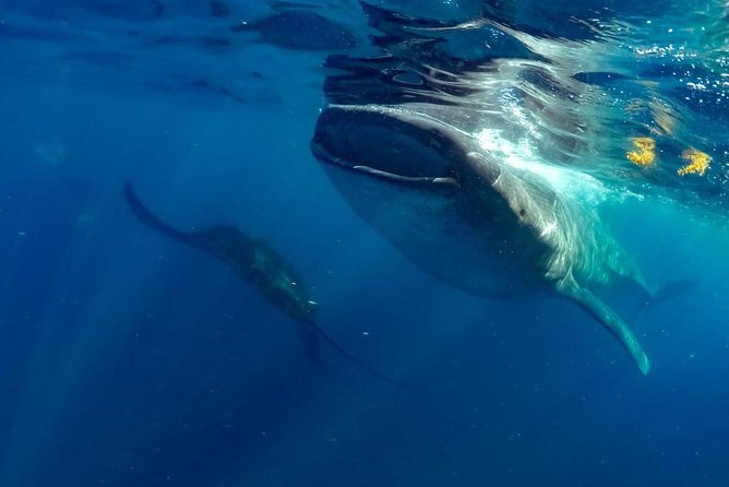 Private Whale shark Ecofriendly tour from Cancun - Reef snorkeling, lunch, ceviche, and guacamole