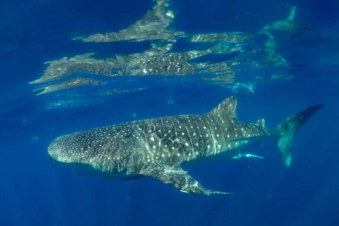 Private Whale shark Ecofriendly tour from Cancun - Returning to Puerto Juarez around 1:30 p.m.
