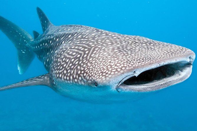 Private Whale shark Ecofriendly tour from Cancun - Health measures and the private format