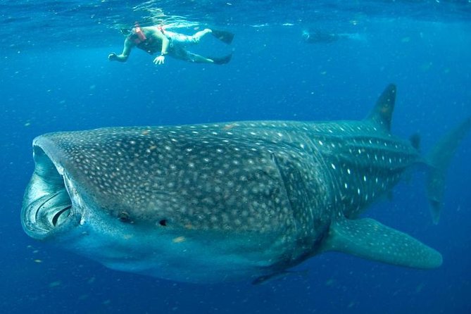 Private Whale shark Ecofriendly tour from Cancun - Who will get the most from this experience