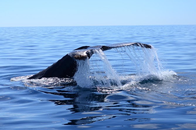 PRIVATE Whale Watch Tour | Cabo San Lucas | Biologist | FREE Pics - The Arch, Lovers Beach, and Pelican Rock set the scene
