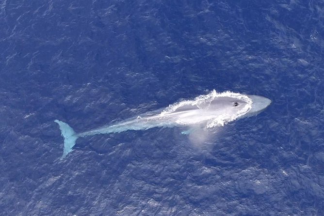 PRIVATE Whale Watch Tour | Cabo San Lucas | Biologist | FREE Pics - Free photos are a real part of the value