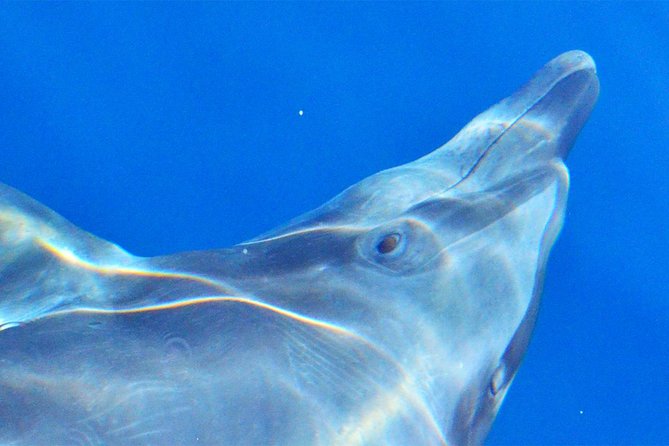PRIVATE Whale Watch Tour | Cabo San Lucas | Biologist | FREE Pics - Is $369.50 per person good value?