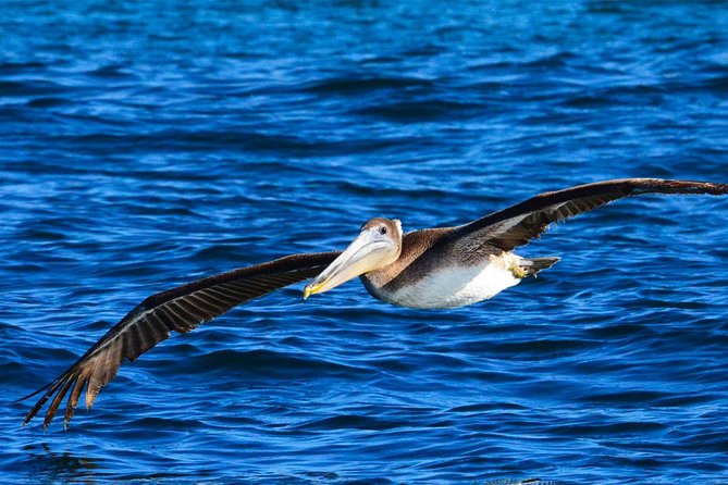 PRIVATE Whale Watch Tour | Cabo San Lucas | Biologist | FREE Pics - The whale season is the key timing factor