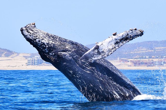 PRIVATE Whale Watch Tour | Cabo San Lucas | Biologist | FREE Pics - Who will enjoy this tour most?