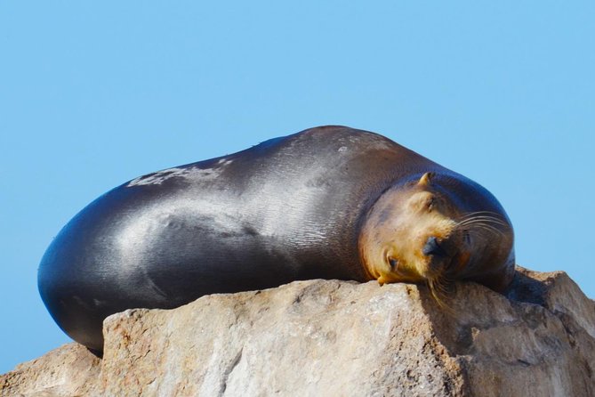PRIVATE Whale Watch Tour | Cabo San Lucas | Biologist | FREE Pics - Booking, cancellation, and small practical details