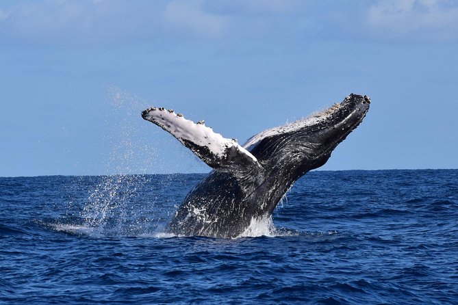 PRIVATE Whale Watch Tour | Cabo San Lucas | Biologist | FREE Pics - Whale watching with a biologist changes what you notice