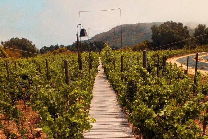 Private Wine Tour at Valle de Guadalupe (A wine tasting included). - Transportation, timing, and group size