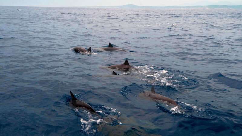Puerto Escondido: Boat Tour among Dolphins and Turtles - Key points to know before booking