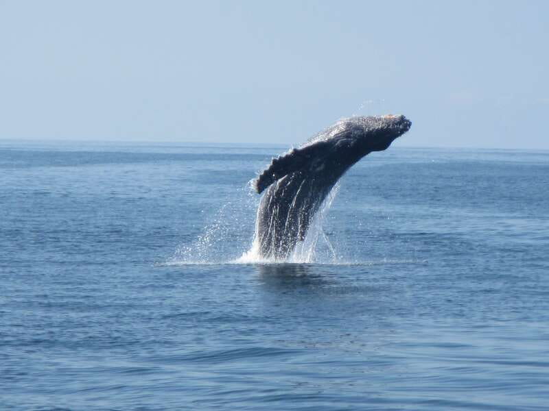 Puerto Escondido: Boat Tour among Dolphins and Turtles - Sunrise light and the changing Pacific
