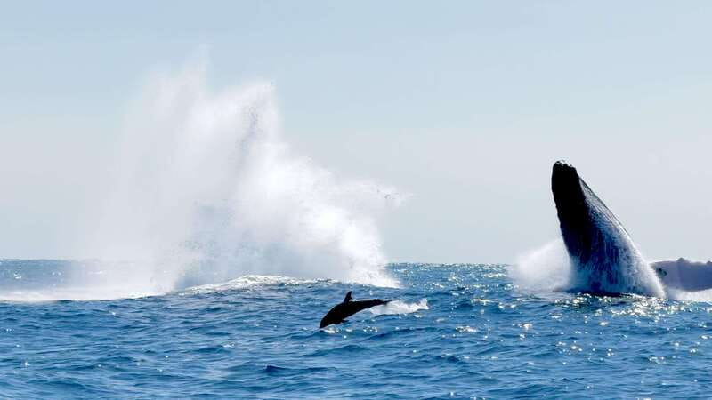 Puerto Escondido: Boat Tour among Dolphins and Turtles - What the guide and captain add
