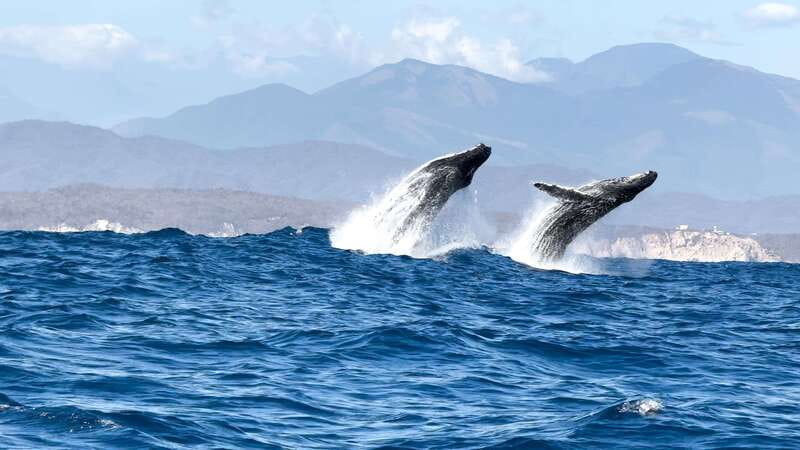 Puerto Escondido: Boat Tour among Dolphins and Turtles - What the $79 price really covers