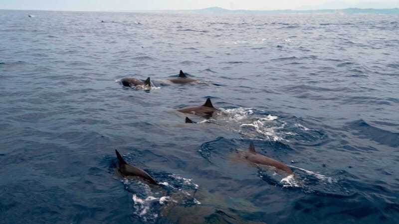 Puerto Escondido: Boat Tour among Dolphins and Turtles - Who will enjoy this morning cruise
