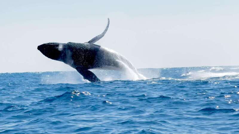 Puerto Escondido: Boat Tour among Dolphins and Turtles - Practical advice for a smoother outing