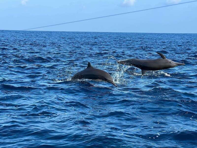 Puerto Escondido: Boat Tour to see Dolphins and Marine Life - What to bring and how to prepare