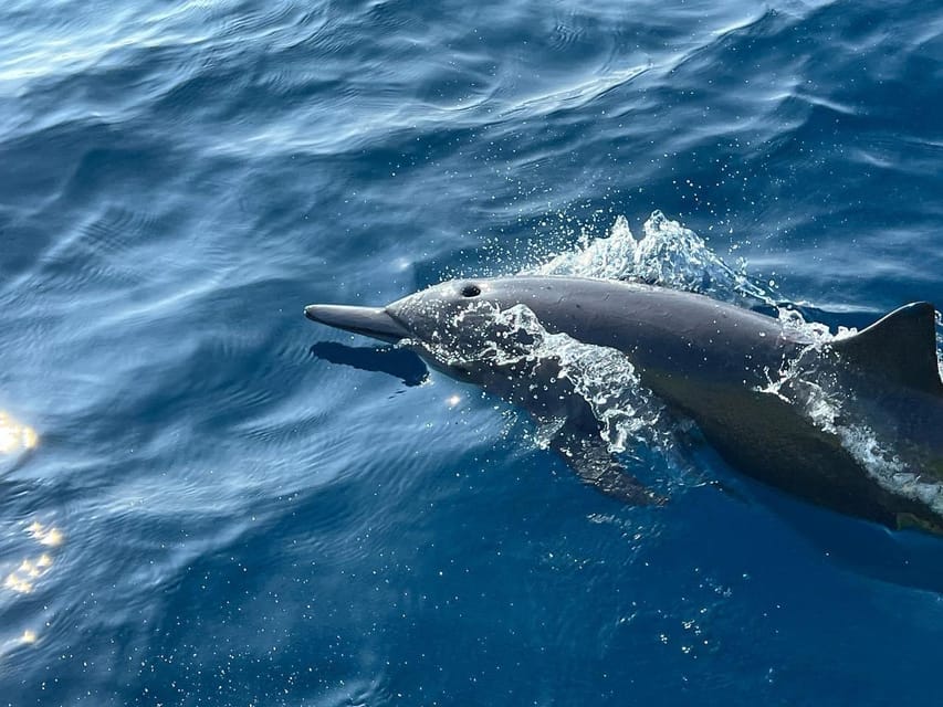 Puerto Escondido: Boat Tour to see Dolphins and Marine Life - A relaxed boat setup with your own music