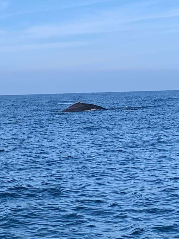 Puerto Escondido: Boat Tour to see Dolphins and Marine Life - Group size, guides, and the overall feel