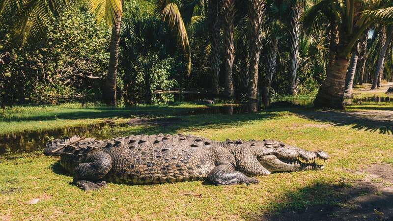 Puerto Escondido: Oaxaca Coast Wildlife Ecotour - Key points at a glance