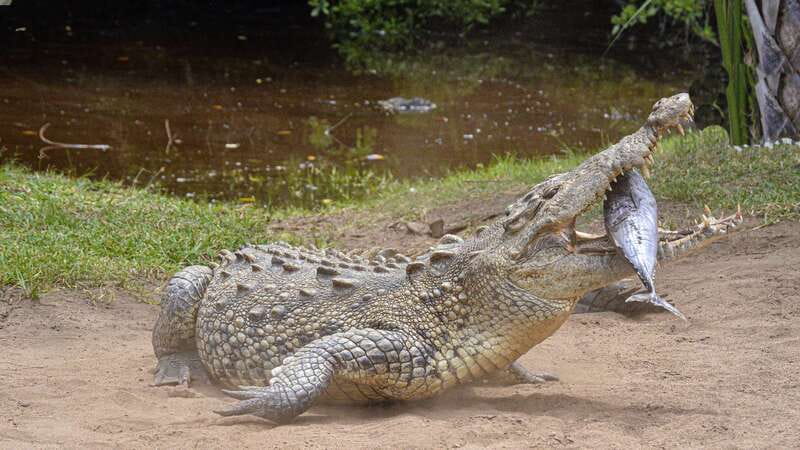 Puerto Escondido: Oaxaca Coast Wildlife Ecotour - Who should book this Oaxaca coast tour?