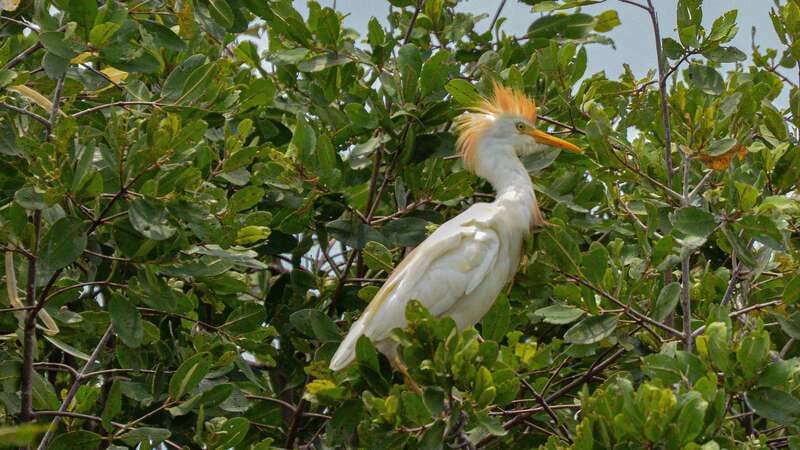 Puerto Escondido: Oaxaca Coast Wildlife Ecotour - Why La Ventanilla makes this tour worthwhile