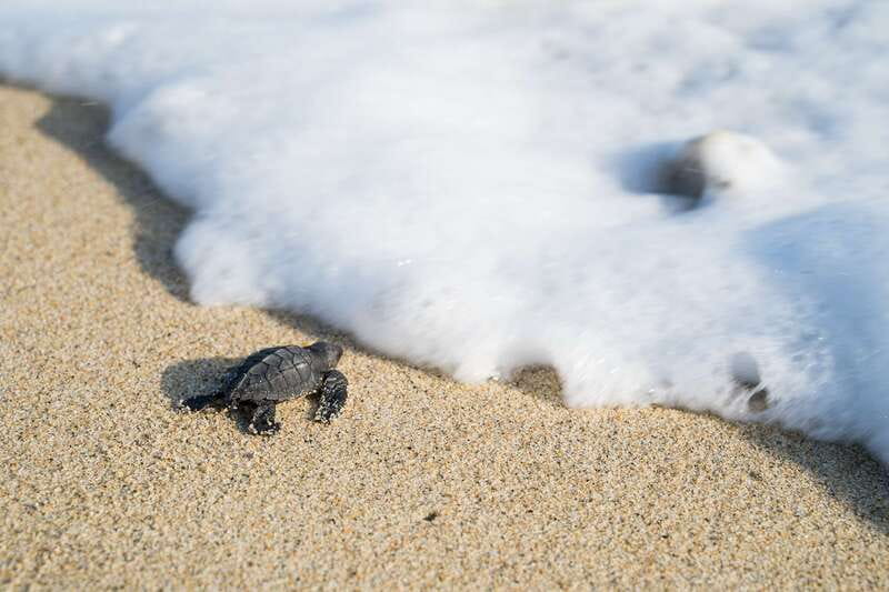Puerto Escondido: Turtle Release Experience - Key points to know before booking