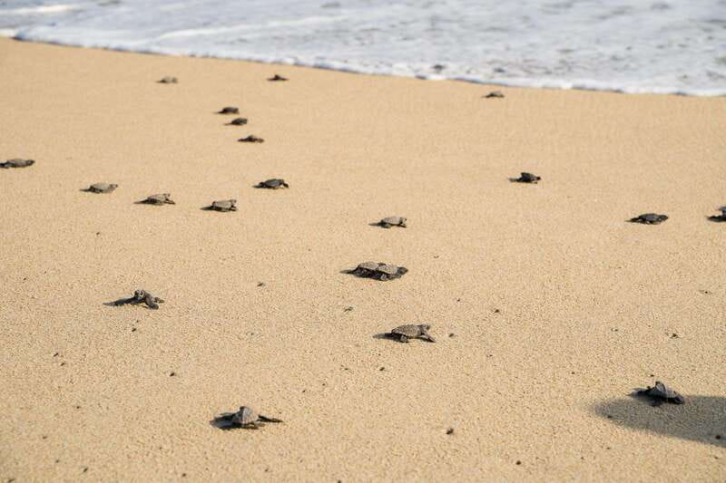 Puerto Escondido: Turtle Release Experience - Should you book the turtle release?