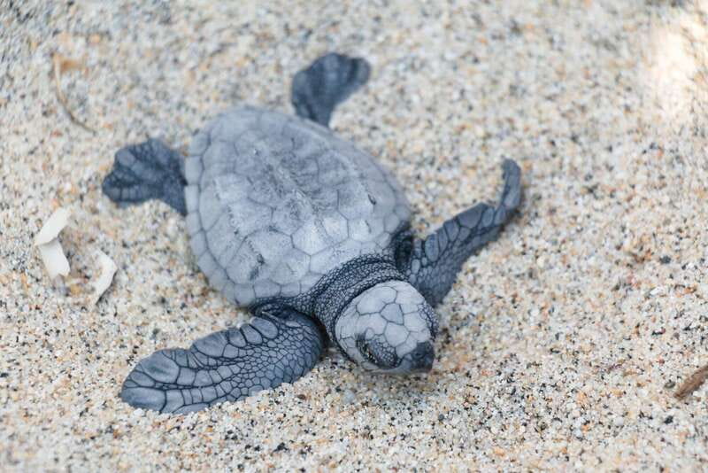 Puerto Escondido: Turtle Release Experience - Releasing the hatchling from its coconut shell