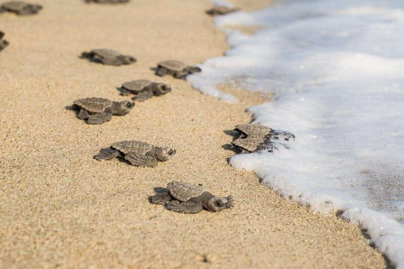 Puerto Escondido: Turtle Release Experience - Sunset on a preserved beach