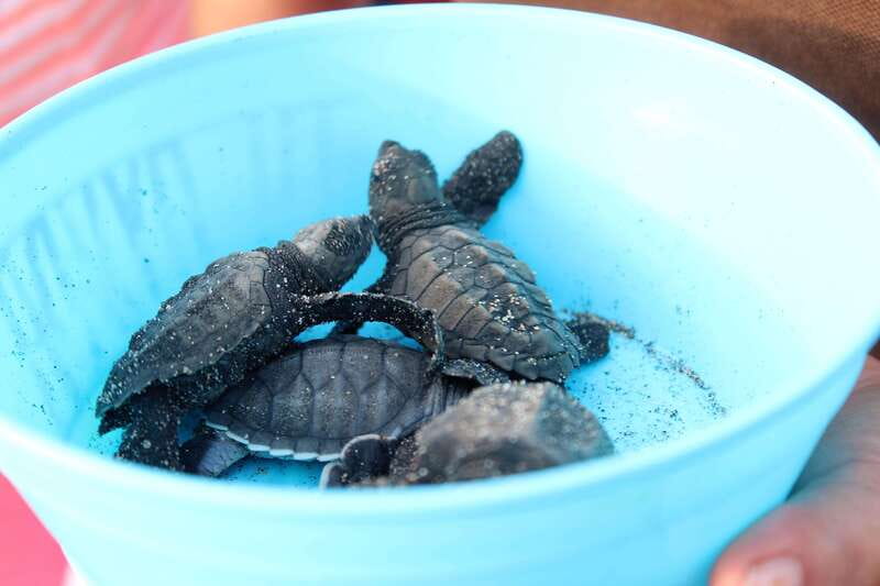 Puerto Escondido: Turtle Release Experience - Timing, crowds, and the August to November question