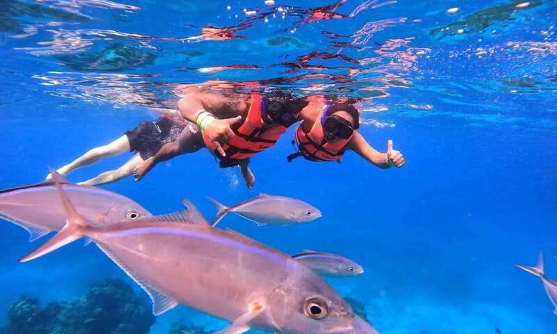 Puerto Morelos: Guided Snorkeling Tour with Gear & Fees - What you may see below the surface