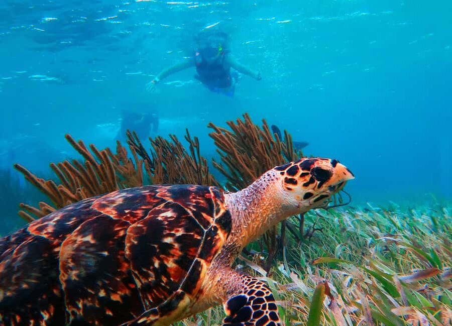Puerto Morelos: National Reef Park Snorkeling & Beach Lunch - Pickup from Cancun, Playa del Carmen, or Akumal
