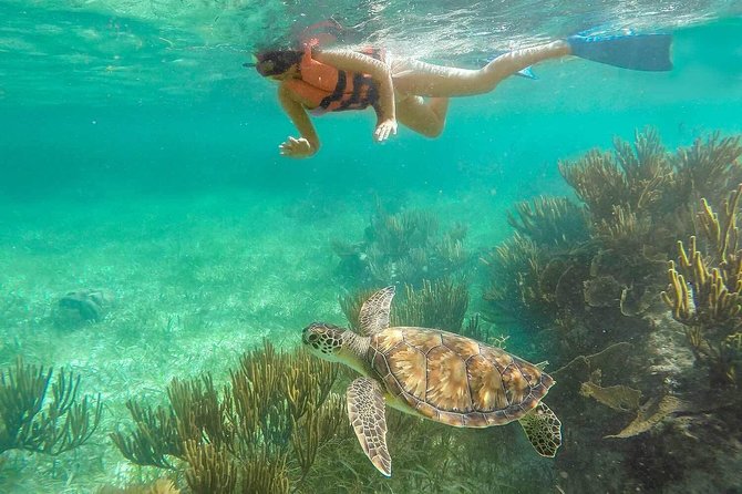 Puerto Morelos Reef Snorkeling Tour with Lunch & Hotel Pickup - Communication is the part to handle carefully