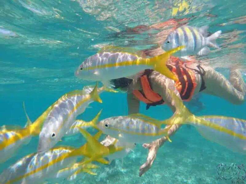 Puerto Morelos: Snorkeling at The National Reef Park - Key points to know before you book