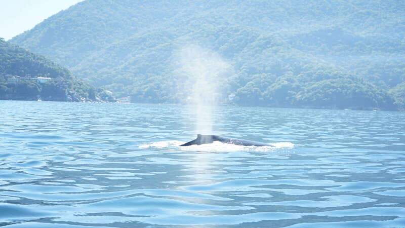 Puerto Vallarta: 3-Hour Whale Watching and Snorkeling - Key points to know before you book