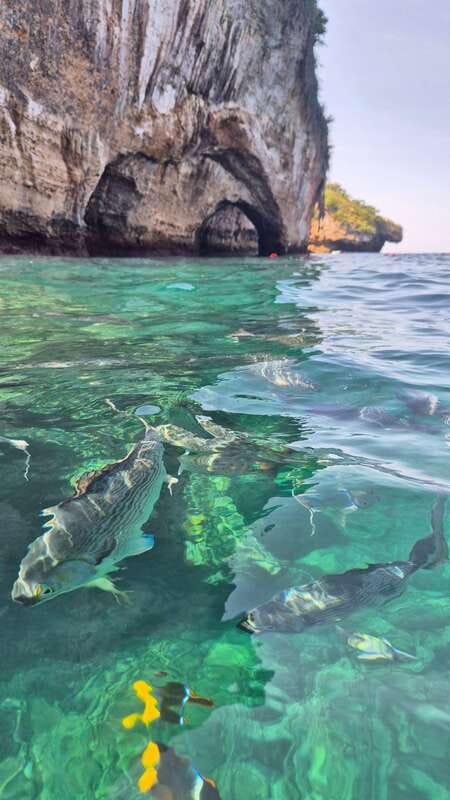 Puerto Vallarta: 3-Hour Whale Watching and Snorkeling - Guide communication matters on a wildlife tour