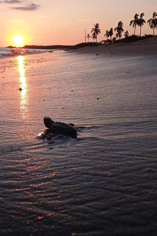 Puerto Vallarta: Baby Turtle Release in Conservation Area - The 45-minute lesson at the conservation camp