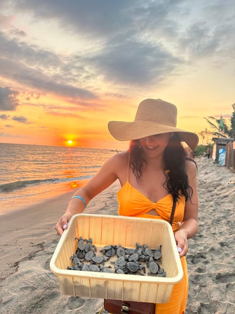Puerto Vallarta: Baby Turtle Release in Conservation Area - Searching, incubating, and waiting for the hatch