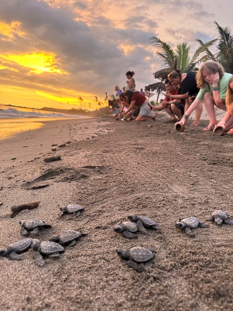 Puerto Vallarta: Baby Turtle Release in Conservation Area - Sunset and the 20-minute wildlife viewing period